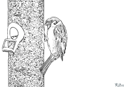 sparrows Coloring Pages To Print